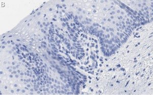 Anti-TLE3 Antibody, clone 1D15 ZooMAb Rabbit Monoclonal 