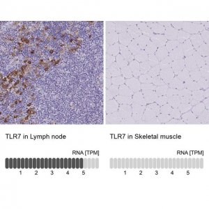 Anti-TLR7 antibody produced in rabbit 