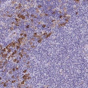 Anti-TLR7 antibody produced in rabbit 