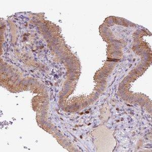 Anti-TM2D2 antibody produced in rabbit 