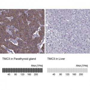 Anti-TMC3 antibody produced in rabbit 