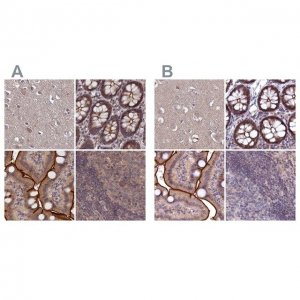 Anti-TMC5 antibody produced in rabbit 