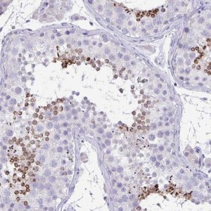 Anti-TMCO5A antibody produced in rabbit 