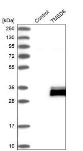 Anti-TMED6 antibody produced in rabbit HPA012532-100UL