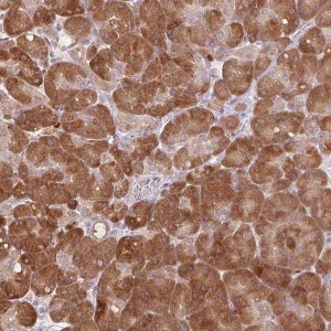 Anti-TMED6 antibody produced in rabbit HPA012532-100UL