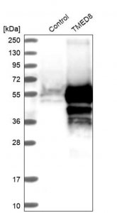 Anti-TMED8 antibody produced in rabbit 