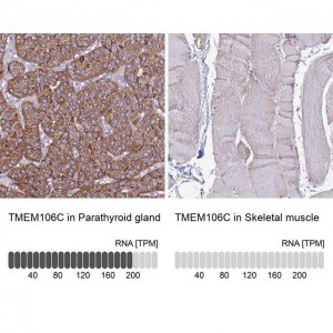 Anti-TMEM106C antibody produced in rabbit 