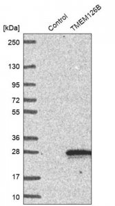 Anti-TMEM126B antibody produced in rabbit 