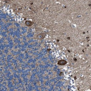 Anti-TMEM126B antibody produced in rabbit 