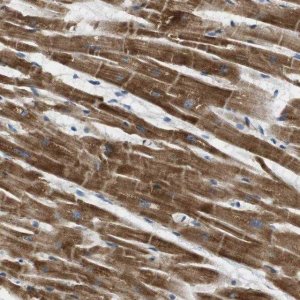 Anti-TMEM143 antibody produced in rabbit 