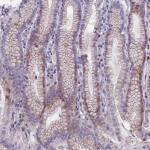 Anti-TMEM171 antibody produced in rabbit 