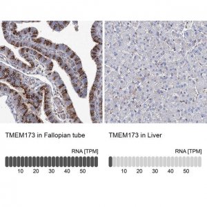 Anti-TMEM173 antibody produced in rabbit 