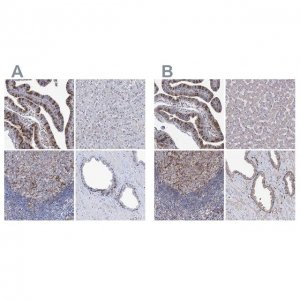 Anti-TMEM173 antibody produced in rabbit 
