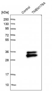 Anti-TMEM176A antibody produced in rabbit HPA008770-100UL