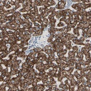 Anti-TMEM176A antibody produced in rabbit HPA008770-100UL