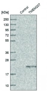Anti-TMEM207 antibody produced in rabbit HPA014332-100UL