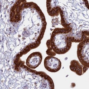 Anti-TMEM208 antibody produced in rabbit HPA041949-100UL