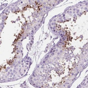 Anti-TMEM210 antibody produced in rabbit 