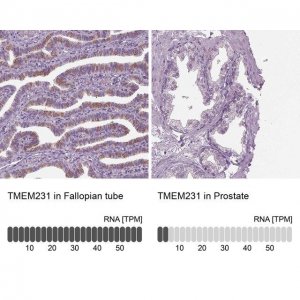 Anti-TMEM231 antibody produced in rabbit 