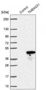 Anti-TMEM231 antibody produced in rabbit 