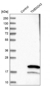 Anti-TMEM243 antibody produced in rabbit HPA014918-100UL