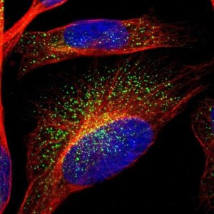 Anti-TMEM248 antibody produced in rabbit HPA016495-100UL