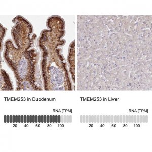 Anti-TMEM253 antibody produced in rabbit 