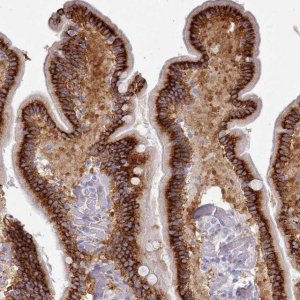 Anti-TMEM253 antibody produced in rabbit 
