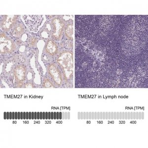 Anti-TMEM27 antibody produced in rabbit 