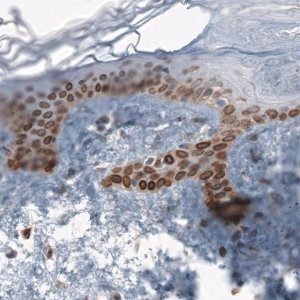 Anti-TMEM43 antibody produced in rabbit 