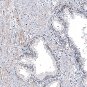 Anti-TMEM43 antibody produced in rabbit 
