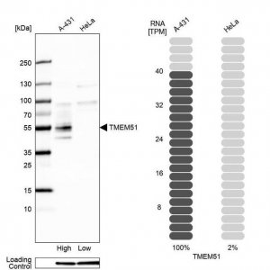 Anti-TMEM51 antibody produced in rabbit 