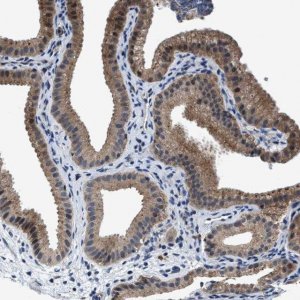Anti-TMEM53 antibody produced in rabbit 