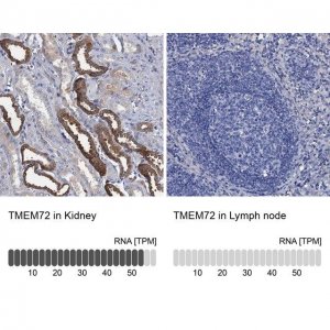 Anti-TMEM72 antibody produced in rabbit 