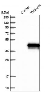 Anti-TMEM74 antibody produced in rabbit 