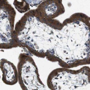 Anti-TMEM74 antibody produced in rabbit 