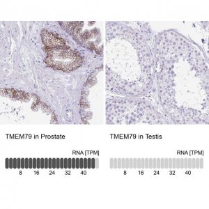 Anti-TMEM79 antibody produced in rabbit 