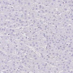 Anti-TMEM79 antibody produced in rabbit 