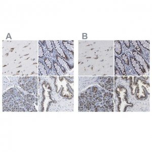 Anti-TMEM87A antibody produced in rabbit 