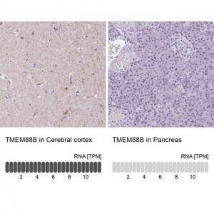Anti-TMEM88B antibody produced in rabbit 