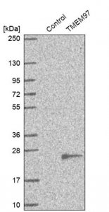 Anti-TMEM97 antibody produced in rabbit 