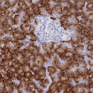 Anti-TMEM97 antibody produced in rabbit 