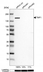 Anti-TMF1 antibody produced in rabbit 