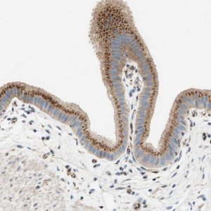 Anti-TMF1 antibody produced in rabbit 