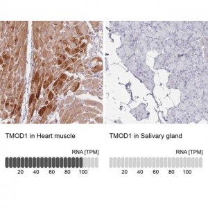 Anti-TMOD1 antibody produced in rabbit 