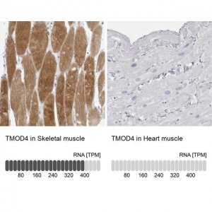 Anti-TMOD4 antibody produced in rabbit 