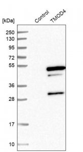 Anti-TMOD4 antibody produced in rabbit 