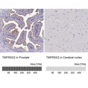 Anti-TMPRSS2 antibody produced in rabbit 