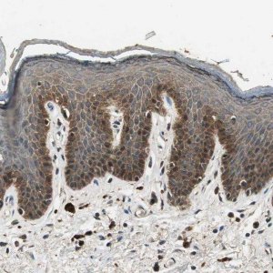Anti-TMPRSS4 antibody produced in rabbit 