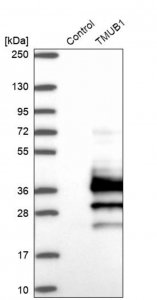 Anti-TMUB1 antibody produced in rabbit 